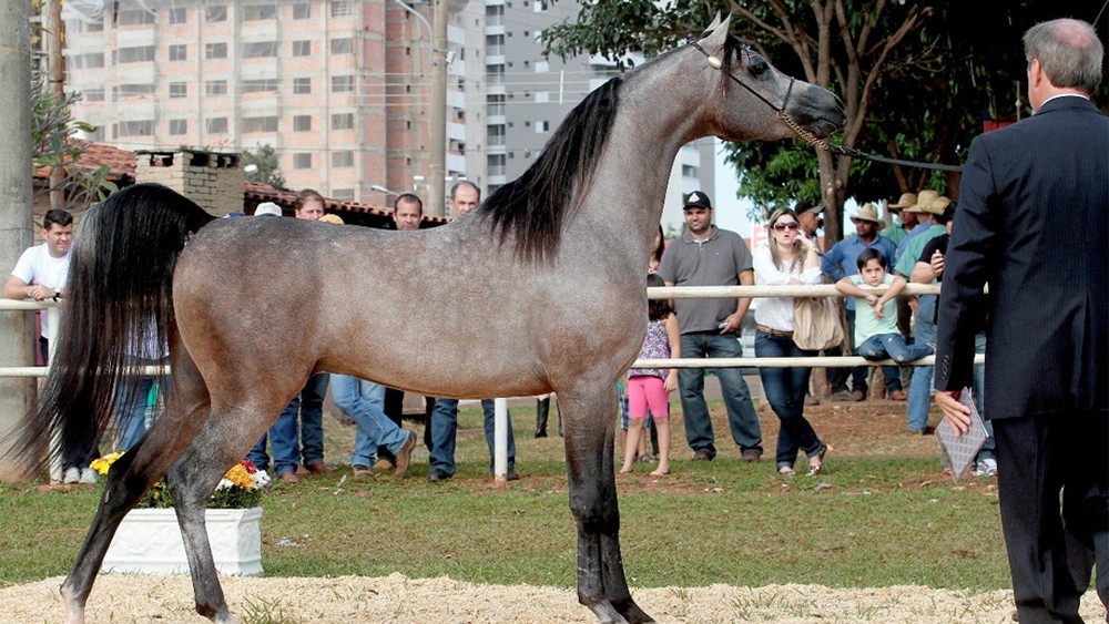 Indaiatuba sedia exposição nacional de cavalos árabes com programação infantil; entrada é gratuita