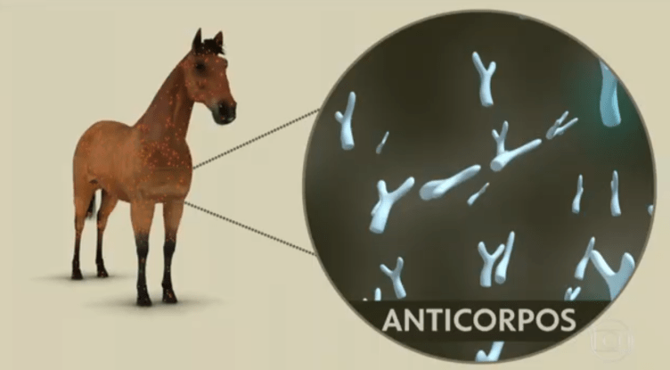 Soro produzido a partir do plasma com anticorpos de cavalos pode ajudar a combater Covid-19