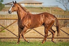 Confraria HFJ 2020 fez média de R$ 129,5 mil