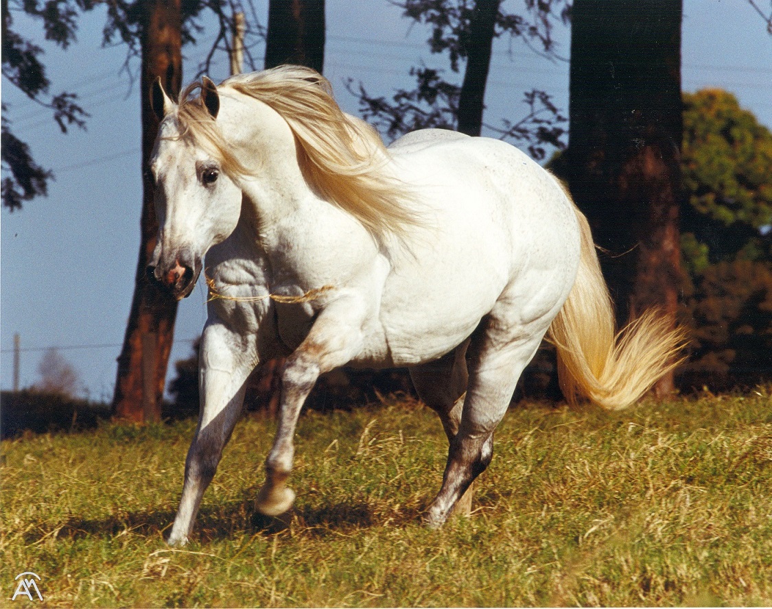 ZORRERO BIG DOC Cavalo que vem se destacando no Maranhão