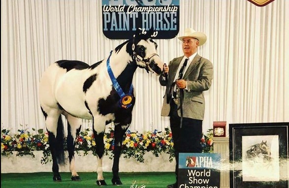 Paint Horse: conheça tudo sobre essa raça de cavalo - Blog MF Leilões