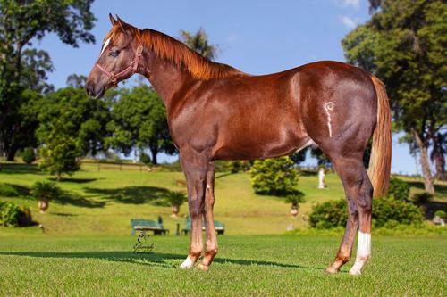 Conheça o Haras Jamaica